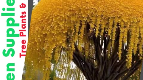 Golden Shower Tree Seeds for Planting (10 Seeds) | #gadgets | #shorts