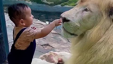 lion vs kid #shorts #youtuberrs