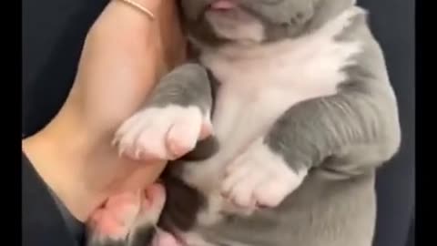 Puppy wants attention, Cute puppy, jealous puppy, Cute Funny dogs videos,Jealous dog, pet, 🐶🐕, fun with puppy, Fun with pets, pitbull