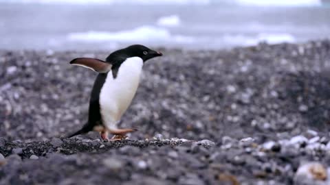 How krill fishery threatens Antarctic wildlife