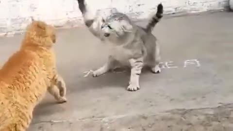 Cat Funny Fight Scene 🤣🤣🤣