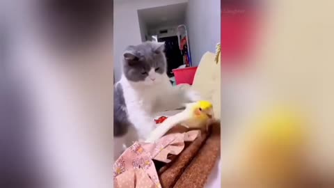 Funny Cat