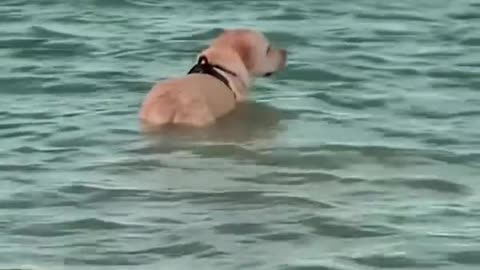 What Is This Diving Dog Looking For? | Animalszone999