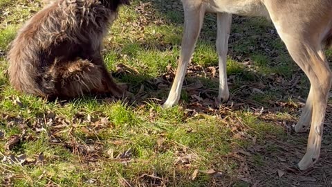 Willie the Rescue Dog Helps Rehabilitate Orphaned Fawns