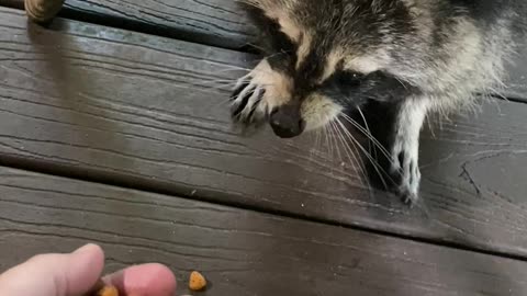 Raccoon Shows Up For Morning Meal