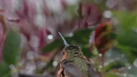 The Wonder and Magic of Nature: A Birdwatcher's Delight