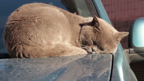 Cute Sleepy Cat