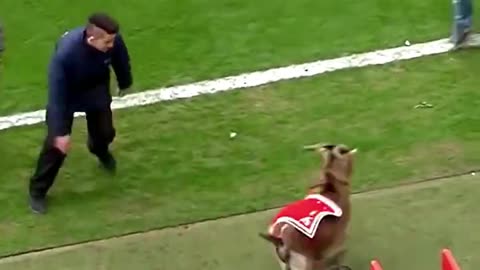 Uninvited Guests: Animals Invade Football Matches! 🐾⚽️