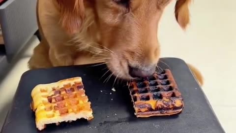Smart dog piece a wafer
