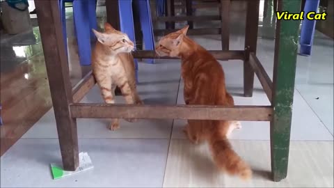 Cats Fighting and Meowing - These Two are Bloody Brothers | Viral Cat