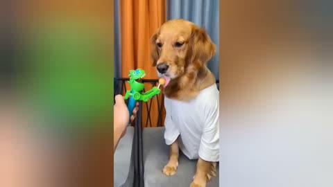 Dog: Just because I'm good-natured doesn't mean I won't bite! funny dog videos