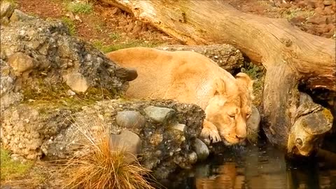 A lion drinking