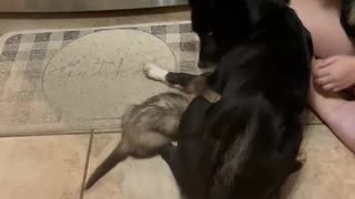 New Dog Meets Pet Ferret