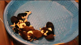 Border Collie Puppies