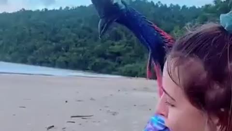 A meeting between a beachgoer and a cassowary