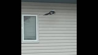 Nature and bird: Magpie walking on the beam & vaulting on the bar