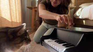 Cat Taught To Play Piano Using Classical Conditioning