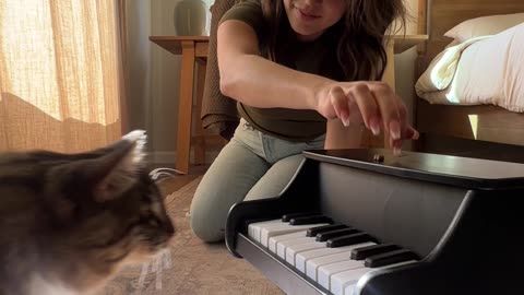 Cat Taught To Play Piano Using Classical Conditioning