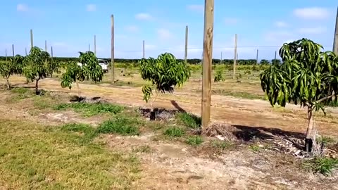 Modern Technology of mango farm in Australia || Agriculture technology