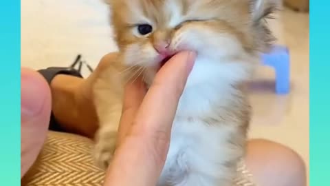 Cute and Funny Cat Videos