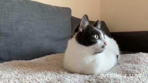 A Warm & Toasty Cat Loaf, Fresh From The Bakery 🐱