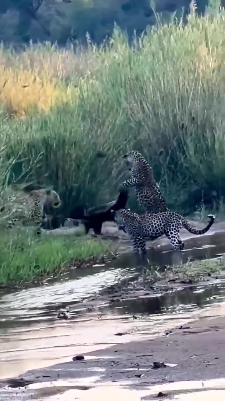 Honey Badger Fights 3 Leopards and Doesn't Back Down