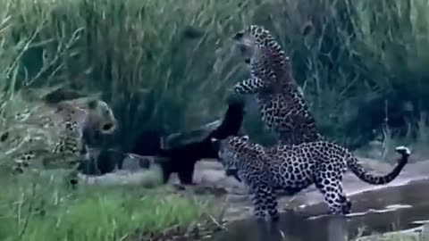 Honey Badger Fights 3 Leopards and Doesn't Back Down