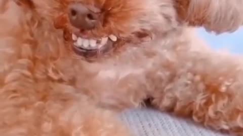 Dog funny laughing 🤣😂