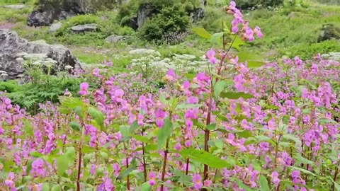Valley of Flowers Uttarakhand Trek | Valley Of Flowers National Park