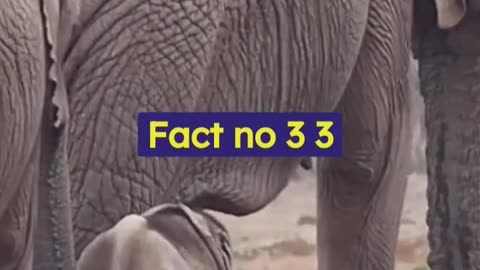 "Animals factology: Jaw-Dropping Facts You Won't Believe!" #facts #animals #shorts 😱