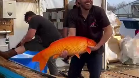 Jumbo Japanese Koi