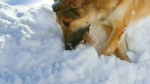 Dog Frozen to Death 😢😢