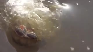 Massive fish almost swallows turtle whole!