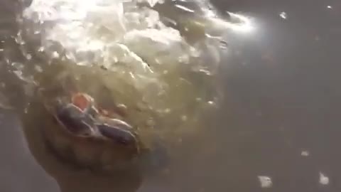 Massive fish almost swallows turtle whole!