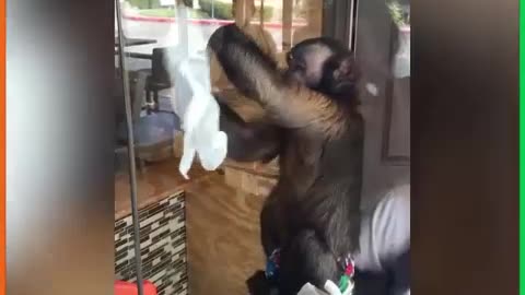 Very Funny Monkeys Funny Moment