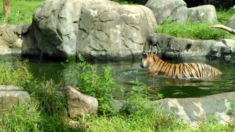 Tiger playing in water, jumps out, runs toward guest viewing area.