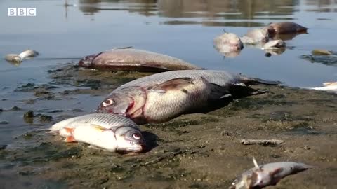 Tons of dead fish found in river on German-Polish border