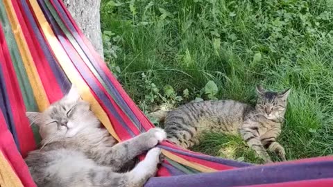 Kittie's Summer Vibes-2 -) The Cat & Friends #funny #cat #cute #pets #gatos