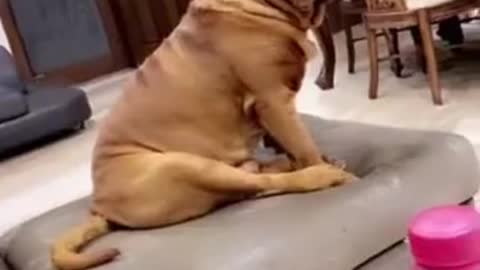 Cute Dog Giving his intro