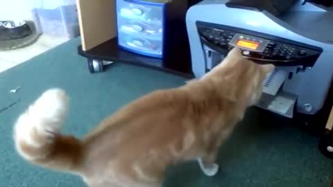 Funny cat video