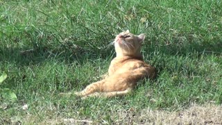 Cat Spots Something In The Sky