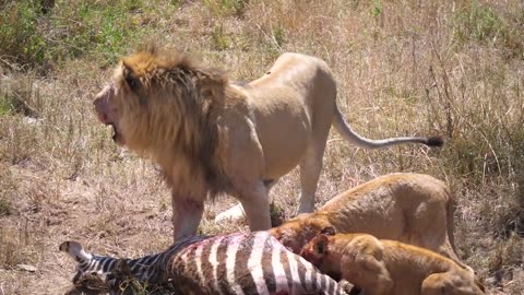 Serengeti: Pride of lions hunting and killing zebras