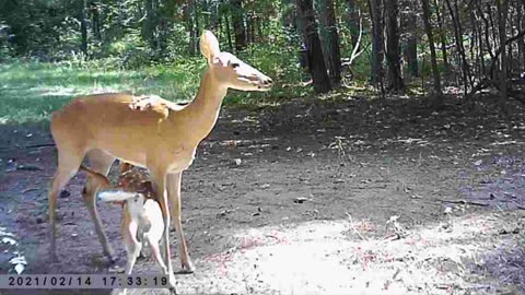 Deer Cam Weekly 7/28/23