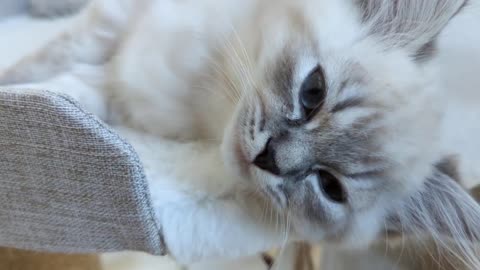 Brushing drowsy kitten to sleep.