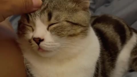 Adorable cat "Getting my daily head massage every night. Bliss.”