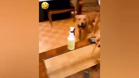 Funnies Dog Video That You Have To See.