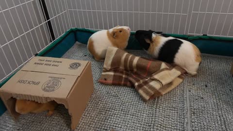 Best guinea pig noises of the wheek!