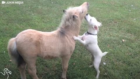 Baby Horse And Puppy Love To Play The Exact Same Games