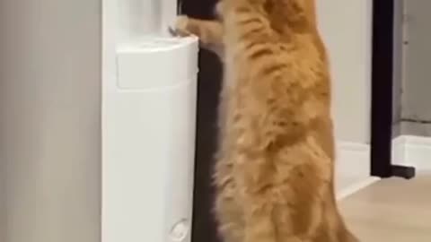cat drinking water from the water fountain