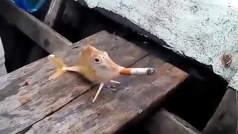 Fish Smoking Cigaret